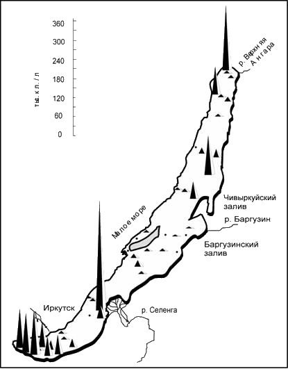 Распределение численности Nitzschia acicularis в поверхностных водах Байкала.